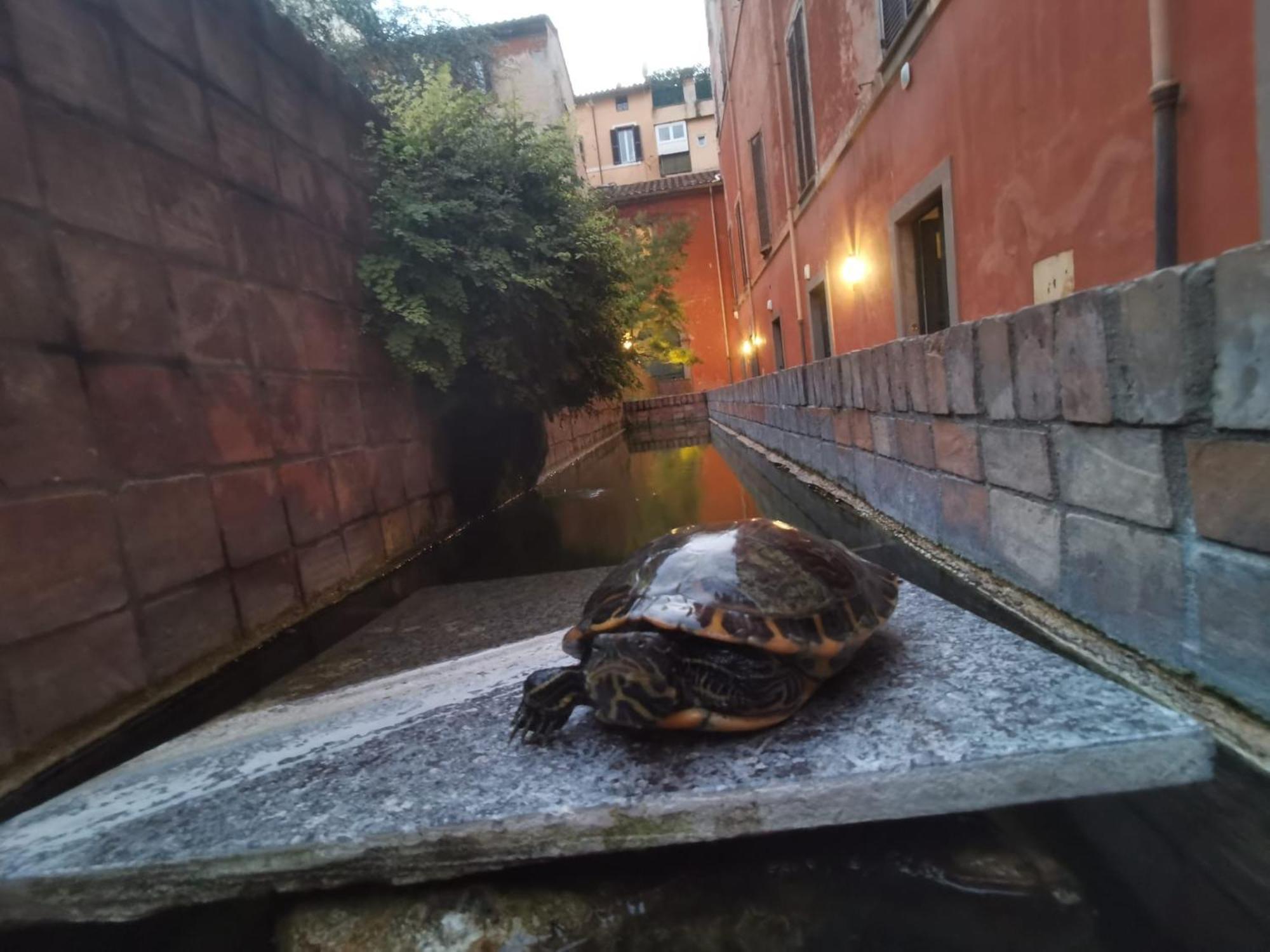 La Dolce Trevi Appartamento Roma